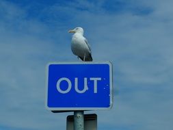 Seagull sits on the sign out