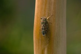 cicada on a wooden stick