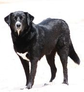 Cute and beautiful black and white dog
