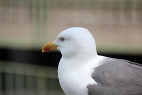 profile portrait of a wild seagull