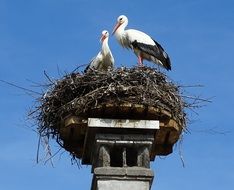 stork couple on nest at blue sky