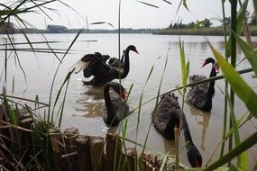 view through the reeds on black swans in the water