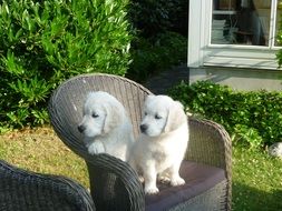 Golden Retriever Puppies in the chair