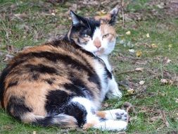 charming Pregnant Lucky Cat