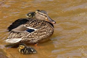 spotted duck with ducklings on the water close-up
