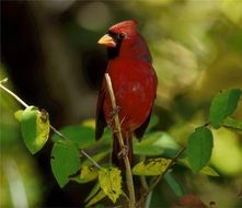 redbird on the green branch of a bush