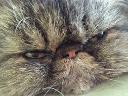 tired whiskers Cat