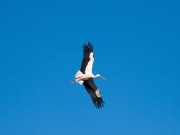 white stork flying under the sky