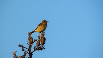 Robin Sitting on the Tree on blue background