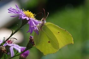 green butterfly on a purple flower