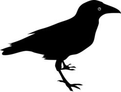 Animal Bird Raven Crow