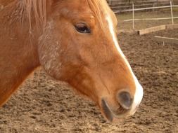 brown pony on a farm close-up