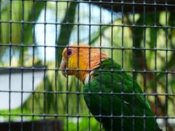 parrot in a green cage