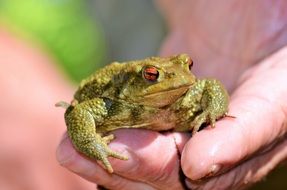 toad on the palm