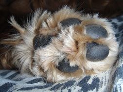 animal paw close up