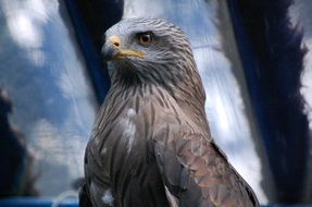looking black kite
