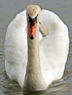 front view of a swan swimming