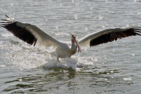 White American Pelican Bird