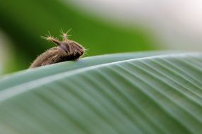 fluffy brown caterpillar