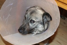 Dog head in Funnel