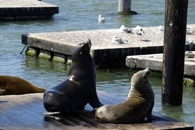 two seals on a wooden quay