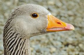 Goose Close-Up