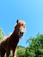 nice shetland pon