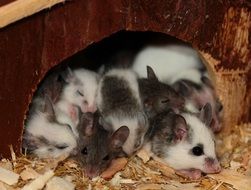 Domestic little mice in the house
