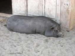 black pot-bellied pig is sleeping on a farm