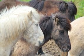 horses with fluffy mane