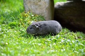 enchanting Guinea Pig