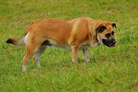 old brown dog on a meadow