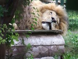 Lion Sleep