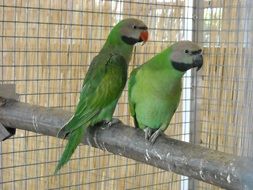 two green parakeets