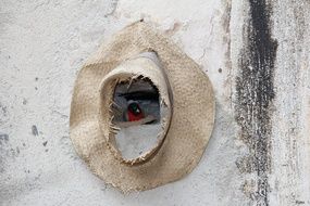 old hat near the tits nest