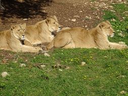 three lionesses in the savannah