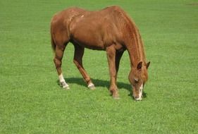 Chestnut horse on the farm