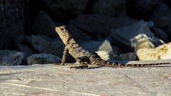 sunbathing lizard, cyprus