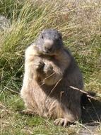 Animals on a alpine