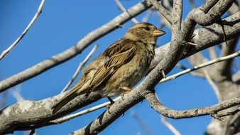 sparrow in early spring