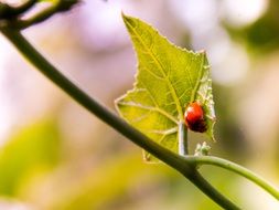 Ladybird Insect