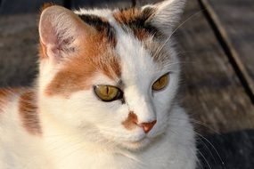 white cat with brown spots close-up