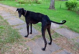 black mudhol hound in India