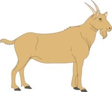 Brown Goat, Side View, illustration