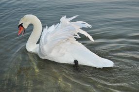 Pride Swan on Water