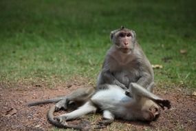 Cambodia Monkey