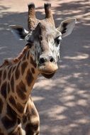 Portrait of giraffe on the asphalt road