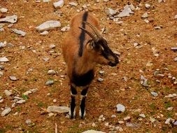 beautiful and cute Goat Animal