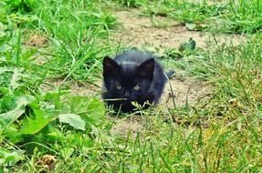 Black kitten in the grass