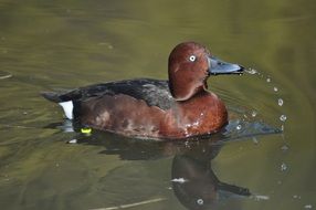 brown wild duck